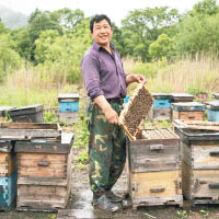 有東北伐木工人改行養蜂。（互聯網圖片）
