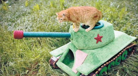 身為「坦克」主人，貓咪自覺威風凜凜。