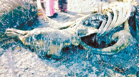 有人在庫頁島海岸發現一具腐爛的動物屍骸。（互聯網圖片）