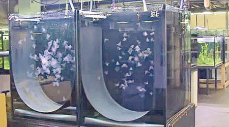 美泉宮動物園成功讓淡海櫛水母在歐洲繁衍。（美泉宮動物園圖片）
