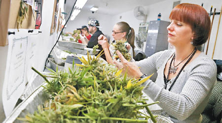 丹佛通過允許在商用場所使用大麻的法案。（資料圖片）