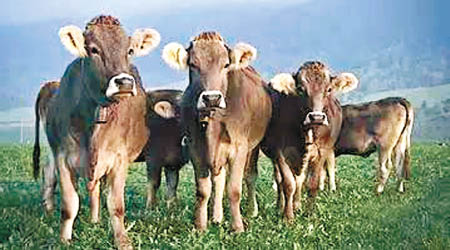 牲畜飼料添加抗生素，肉製品屢被驗出殘留超標。（互聯網圖片）