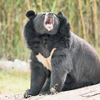 黑熊的咬合力倍遜於椰子蟹夾力。
