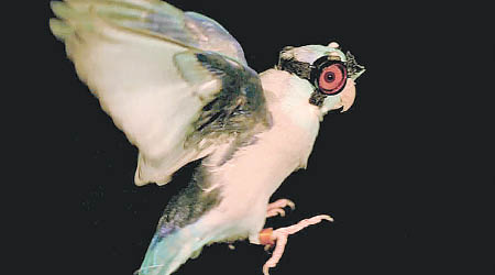 Obi戴上護目鏡飛行。（史丹福大學圖片）