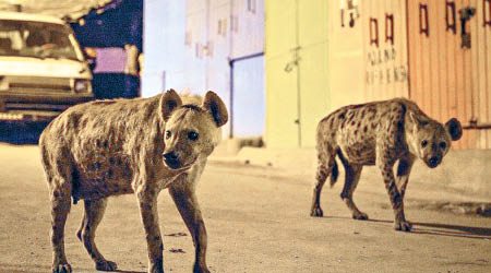 鬣狗徘徊在埃塞俄比亞的街頭。（英國電視畫面）