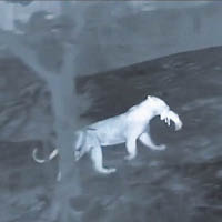 孟買的美洲豹在公園附近捕獵食物。（英國電視畫面）