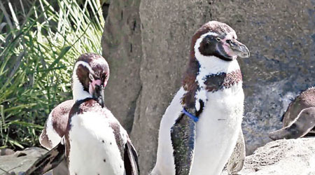 卡爾加里動物園多隻企鵝溺斃。（資料圖片）