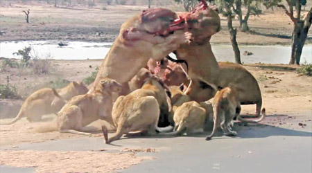獅群為爭奪食物各不相讓。（互聯網圖片）