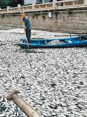 大量死魚在湖面漂浮，工作人員忙於打撈。（互聯網圖片）