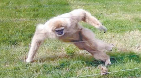 長臂猿被刺蝟嚇到逃走。（互聯網圖片）