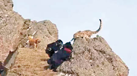 有環保組織早前拍攝到藏獒圍攻雪豹的畫面。（互聯網圖片）
