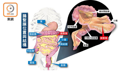 腸繫膜位置與結構