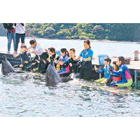 遊客可於「海豚基地」內與海豚作近距離接觸。（互聯網圖片）