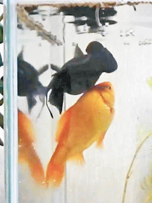 橘色金魚用身軀頂着同伴上水面。（互聯網圖片）