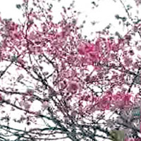 八重岳的櫻花已經綻放。（電視畫面）