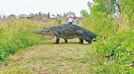 草叢爬出的鱷魚體形異常巨大。