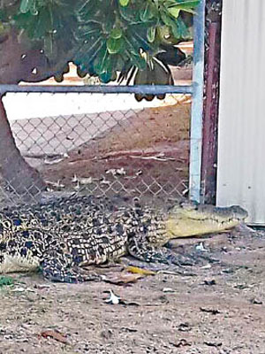 鱷魚在民居後院出沒。（澳洲警方圖片）