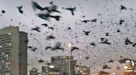 大批黑鳥在上空飛過的情景。（互聯網圖片）