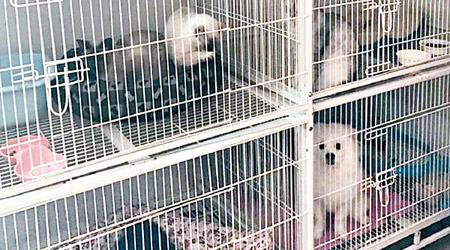 北京寵物寄養服務在春節需求甚大。（互聯網圖片）