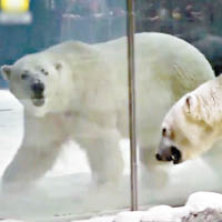 北極熊被圈養在海洋館內，被轟殘忍。（互聯網圖片）