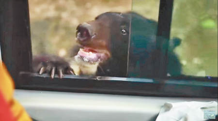 有大膽遊客打開車窗試圖與黑熊互動。
