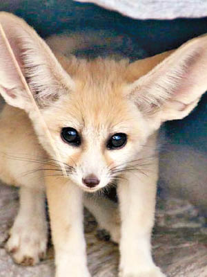 小耳廓狐是動物園的新成員。（塔朗加動物園圖片）
