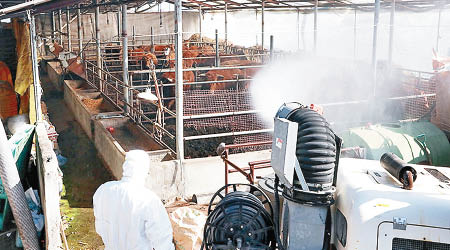飼養畜牧養殖場需要消毒以防爆發口蹄疫情。（互聯網圖片）
