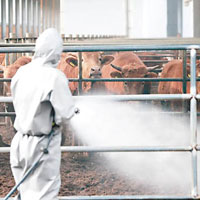 衞生人員加強消毒養牛場。（互聯網圖片）