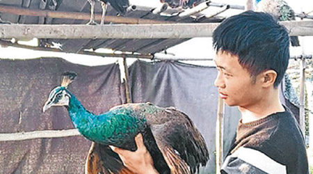 東莞被揭存在一個出售「食用孔雀」的養殖場。（互聯網圖片）