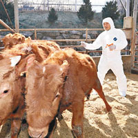 南韓當局下令為農場牛隻注射疫苗。（互聯網圖片）