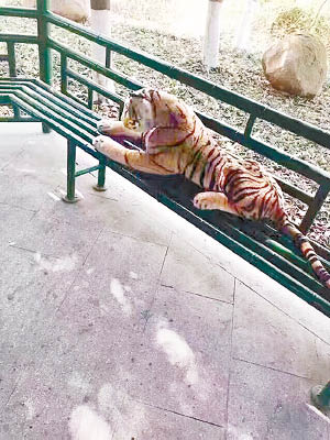 「老虎」趴在長椅上休息。（互聯網圖片）