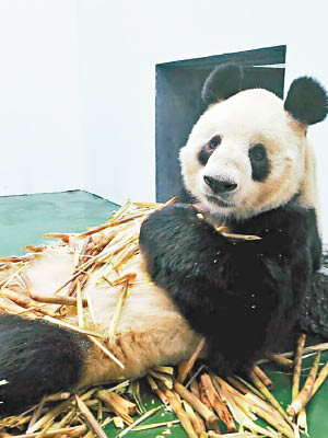 大熊貓「科比」月初逝世。（中新社圖片）