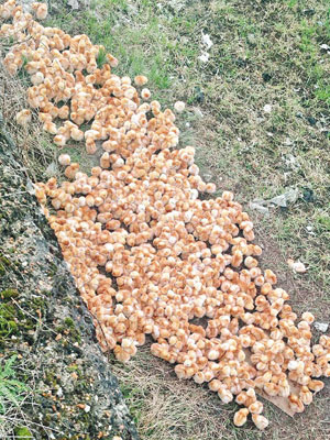 大量小雞遭遺棄在農地。（RSPCA圖片）
