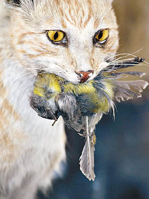 野貓大量捕食動物，當局計劃宰殺。（澳洲政府圖片）