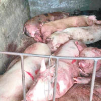 執法人員查獲已屠宰的豬隻。（互聯網圖片）