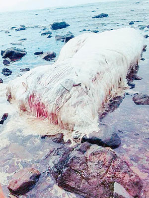 有人在海灘發現一個長滿白毛的巨型屍體。（互聯網圖片）