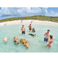 遊客在水中與野豬同樂。（資料圖片）