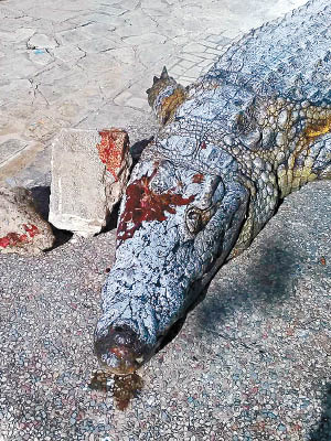 鱷魚慘被遊客用石頭掟死。