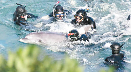 有海豚被捕期間猛烈掙扎。（互聯網圖片）