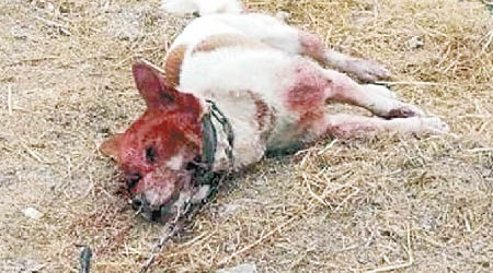 咬死人的惡狗被村民當場毆斃。（互聯網圖片）