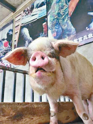 「豬堅強」在博物館頤養天年。（互聯網圖片）