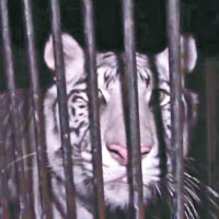 五隻被關在籠裏的稀有老虎。