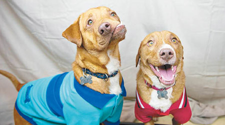 畢加索（左）與巴伯羅（右）惹人憐愛。（Luvable Dog Rescue圖片）