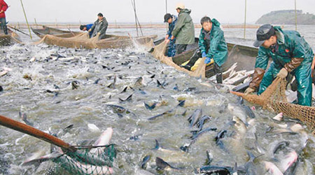 長江流域水質污染及濫捕問題嚴重。
