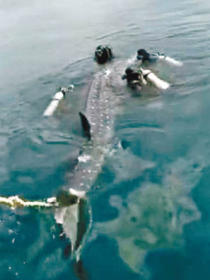 姚鵬聯同數人圍捕鯨鯊。（互聯網圖片）