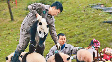 內地加強熊貓保育，將建立橫跨四川、甘肅和陝西三省的熊貓國家公園。（資料圖片）