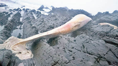 英國德文郡有鯨魚擱淺在石灘。（互聯網圖片）