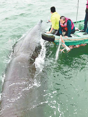 營救人員將抹香鯨引往大海，以防牠再擱淺。（互聯網圖片）