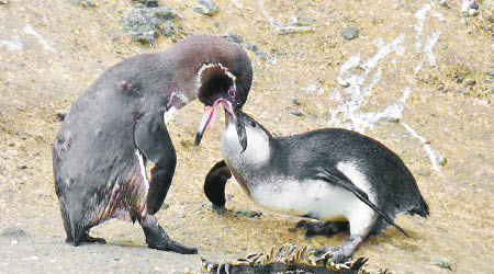 當地成年企鵝不時向父母討食物。（加拉帕戈斯國家公園圖片）