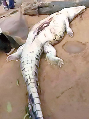 村民剖開鱷魚後發現孩童遺骸。（互聯網圖片）